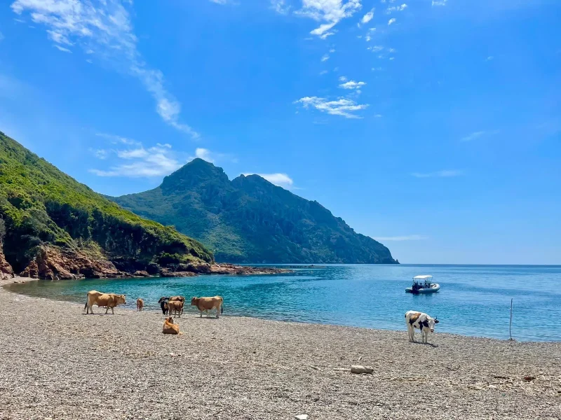 Villa de luxe 10 personnes à Agosta en Corse-du-sud, avec parc et piscine, vue mer et accès plage, proche Ajaccio et Porticcio